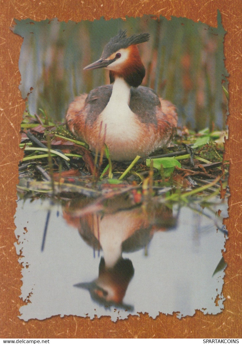 OISEAU Animaux Vintage Carte Postale CPSM #PAM644.A - Birds