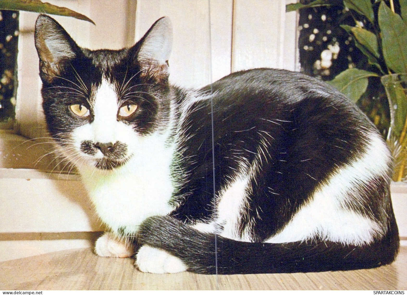 KATZE MIEZEKATZE Tier Vintage Ansichtskarte Postkarte CPSM #PAM350.A - Cats
