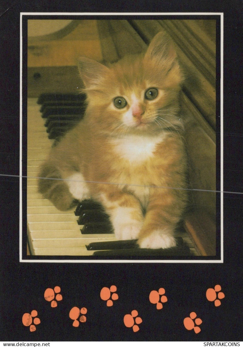 KATZE MIEZEKATZE Tier Vintage Ansichtskarte Postkarte CPSM #PAM220.A - Chats