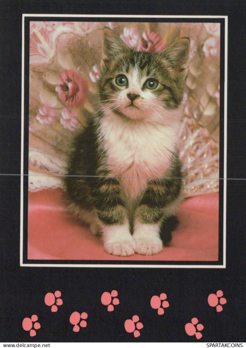 CHAT CHAT Animaux Vintage Carte Postale CPSM Unposted #PAM219.A - Cats