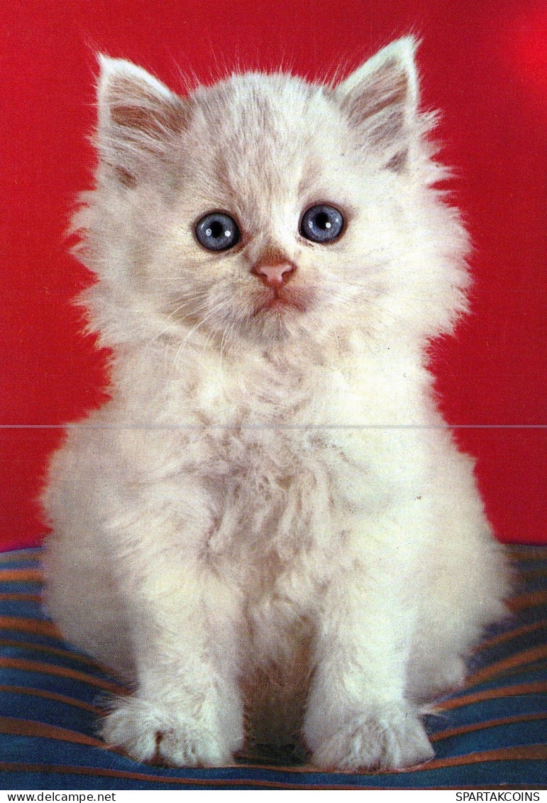 GATTO KITTY Animale Vintage Cartolina CPSM #PAM163.A - Gatti