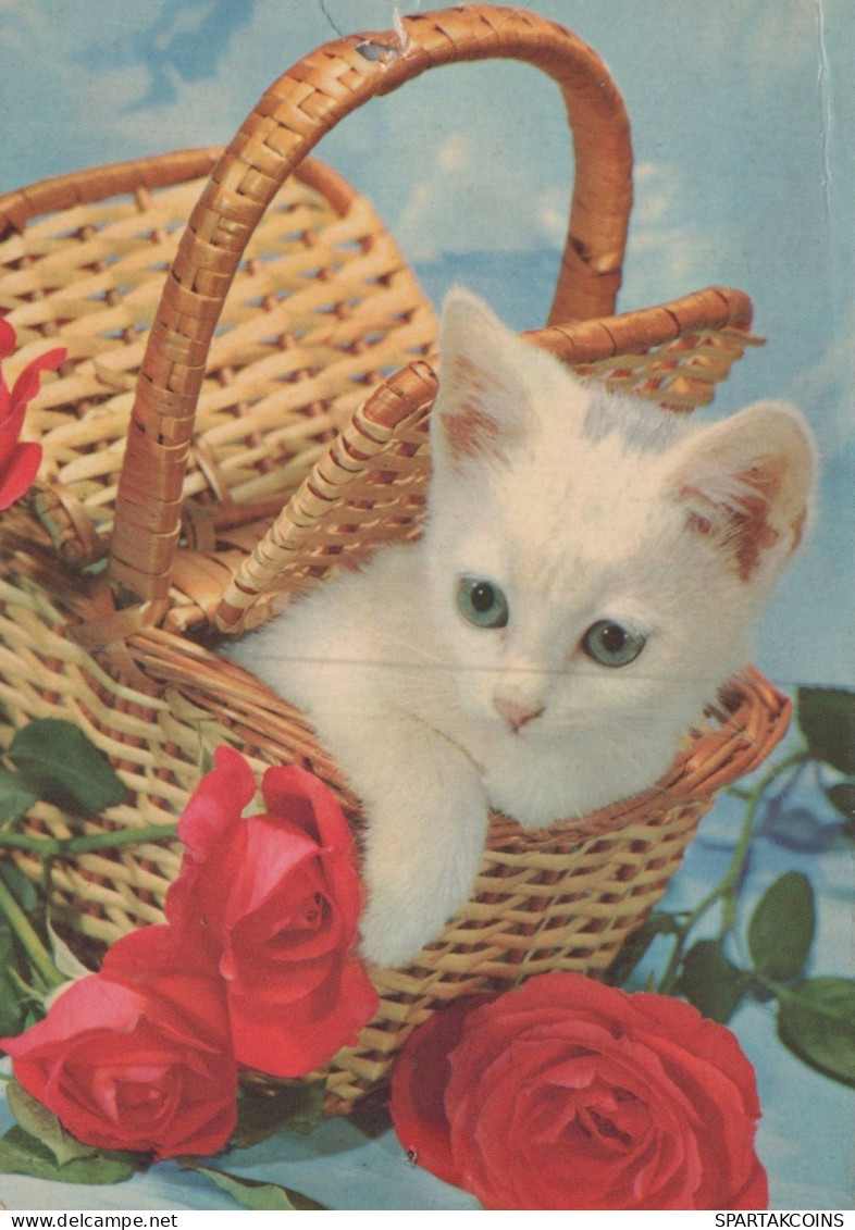 GATO GATITO Animales Vintage Tarjeta Postal CPSM #PAM107.A - Cats