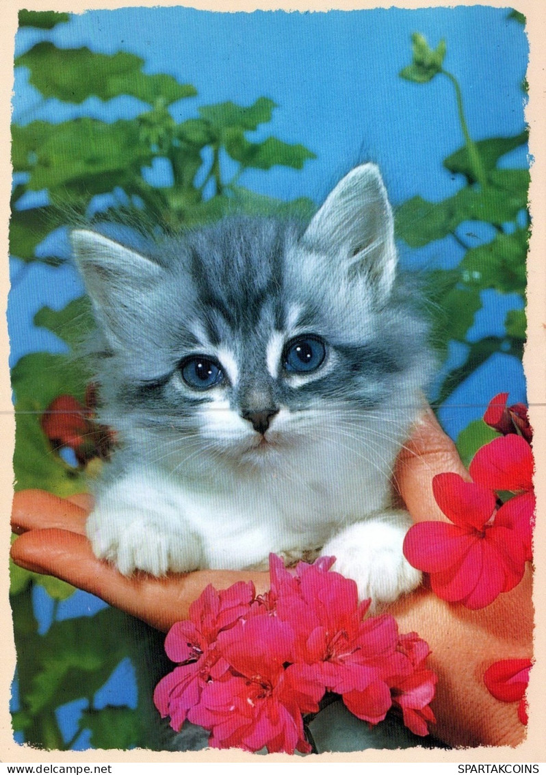KATZE MIEZEKATZE Tier Vintage Ansichtskarte Postkarte CPSM #PAM185.A - Gatti