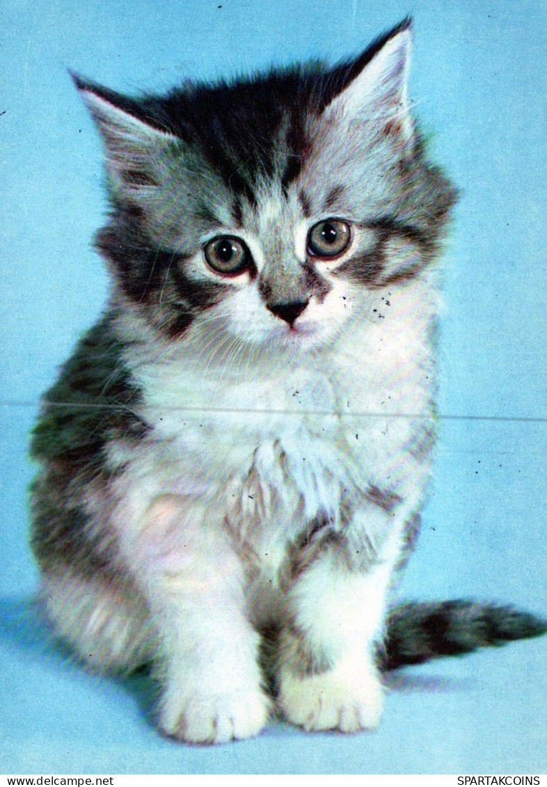 CAT KITTY Animals Vintage Postcard CPSM #PAM081.A - Gatti