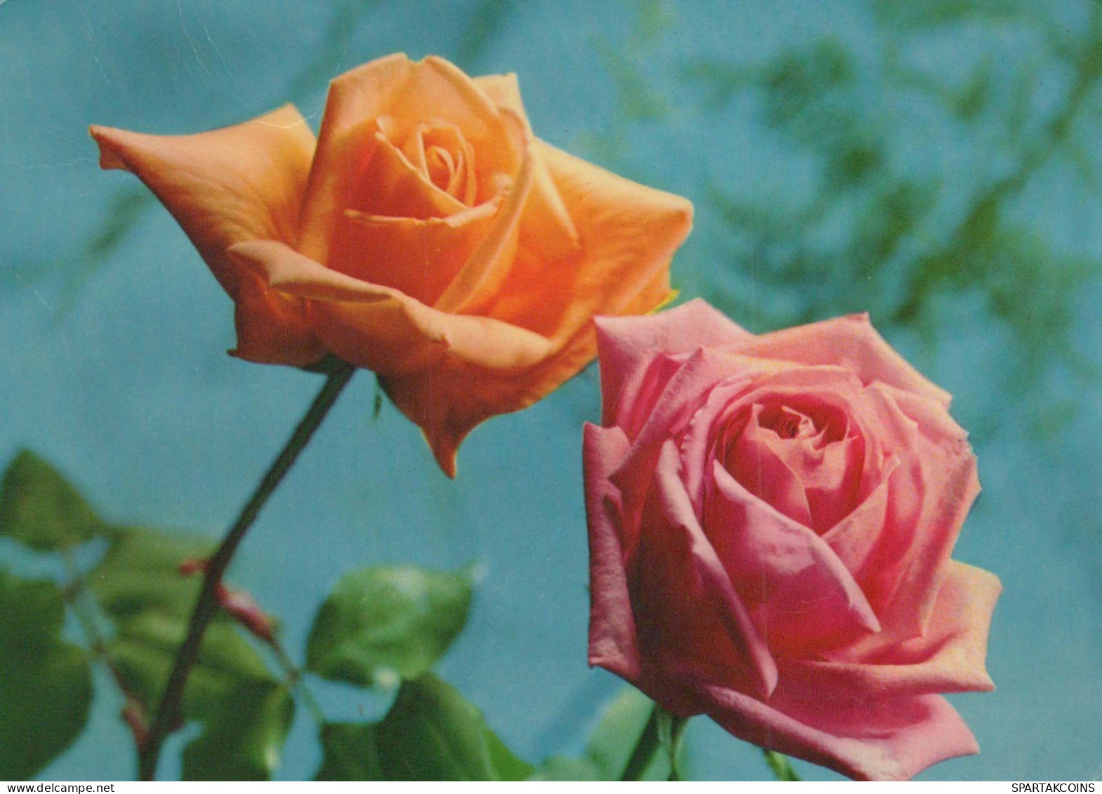 FIORI Vintage Cartolina CPSM #PAS171.A - Flowers