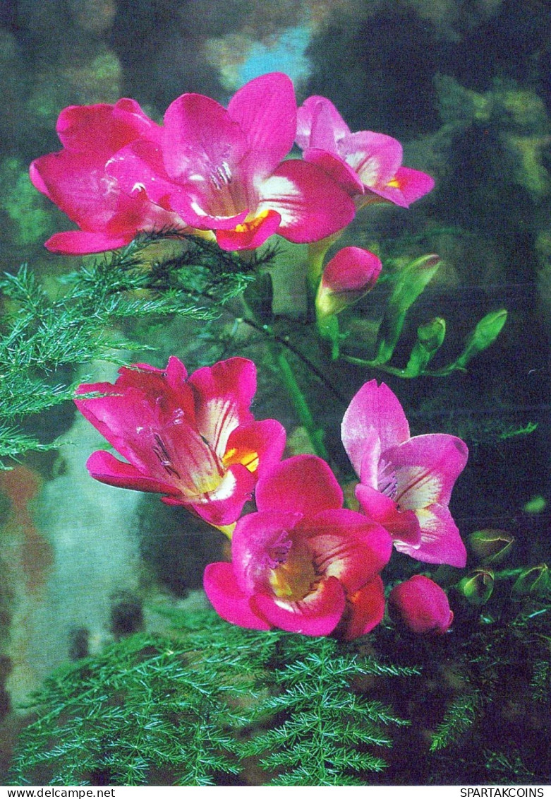 FIORI Vintage Cartolina CPSM #PAR565.A - Flowers