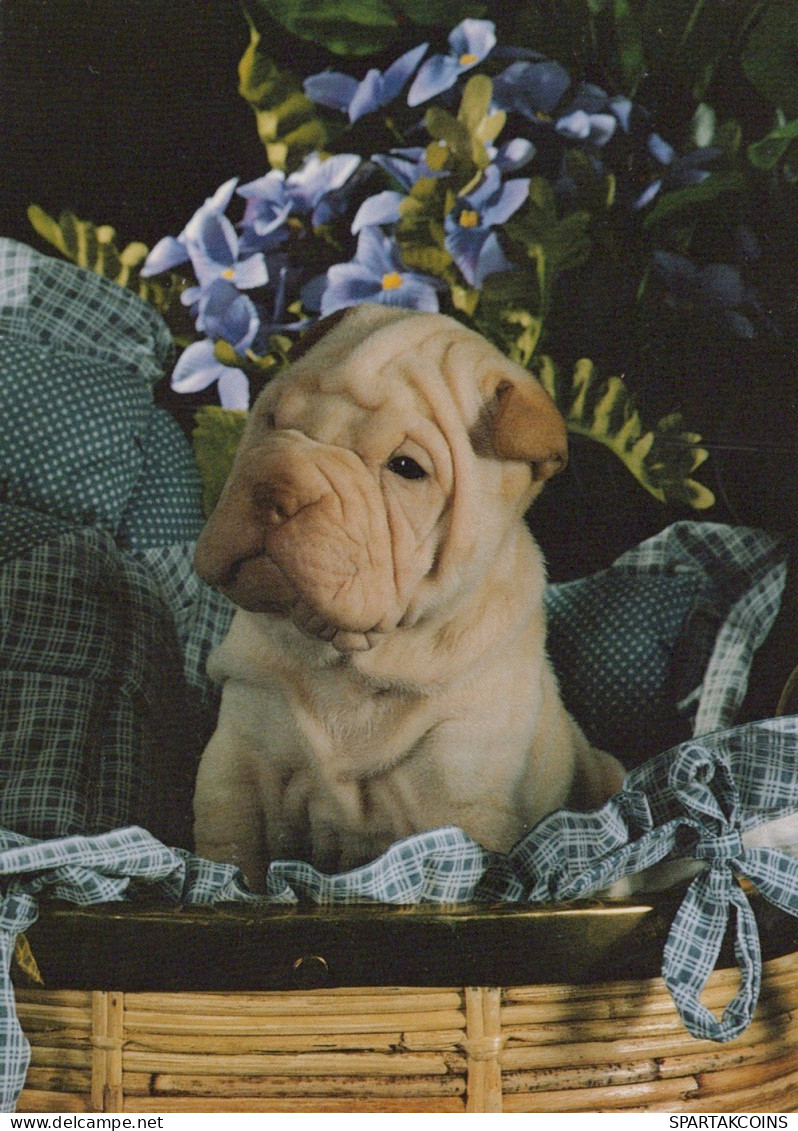 CHIEN Animaux Vintage Carte Postale CPSM #PAN880.A - Honden