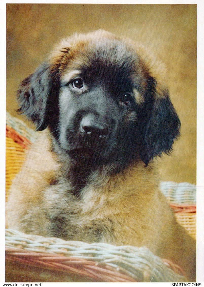 HUND Tier Vintage Ansichtskarte Postkarte CPSM #PAN826.A - Hunde