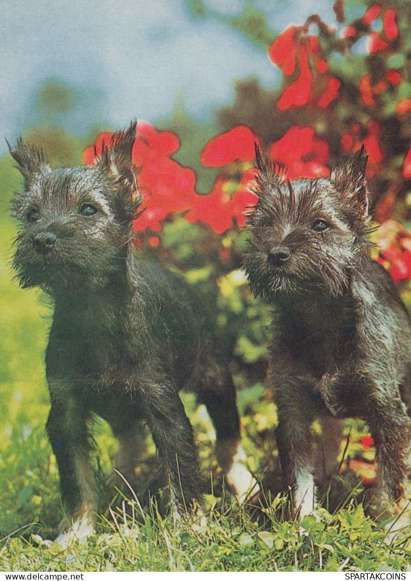 DOG Animals Vintage Postcard CPSM #PAN767.A - Hunde