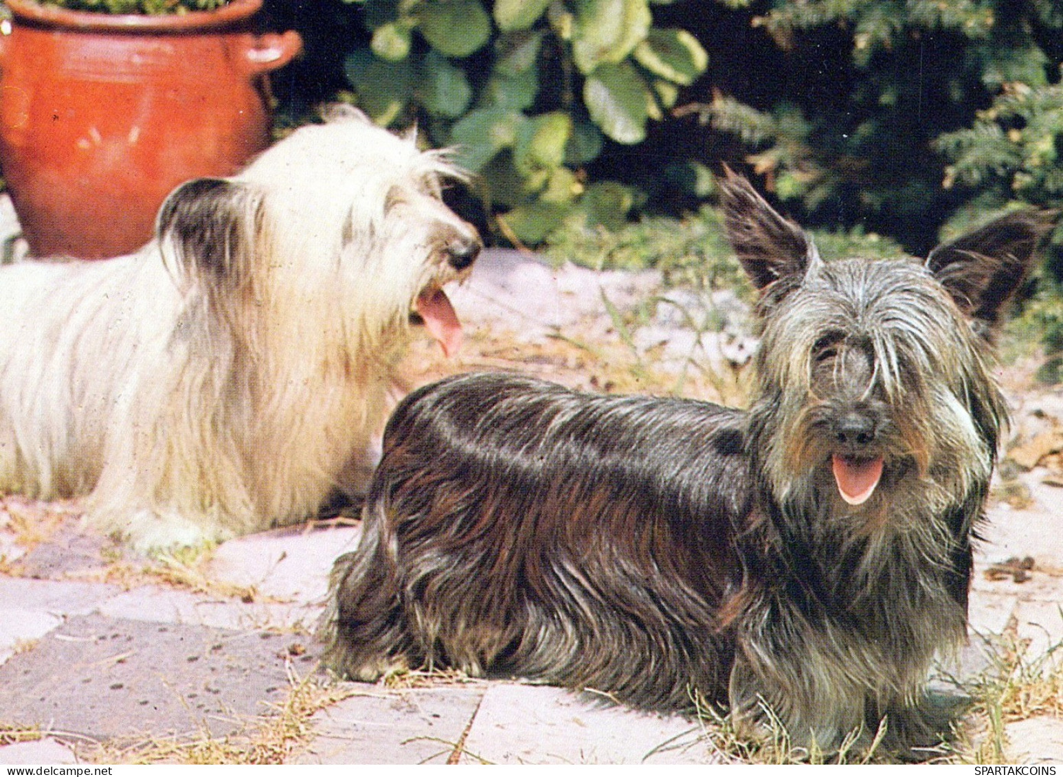 PERRO Animales Vintage Tarjeta Postal CPSM #PAN653.A - Dogs