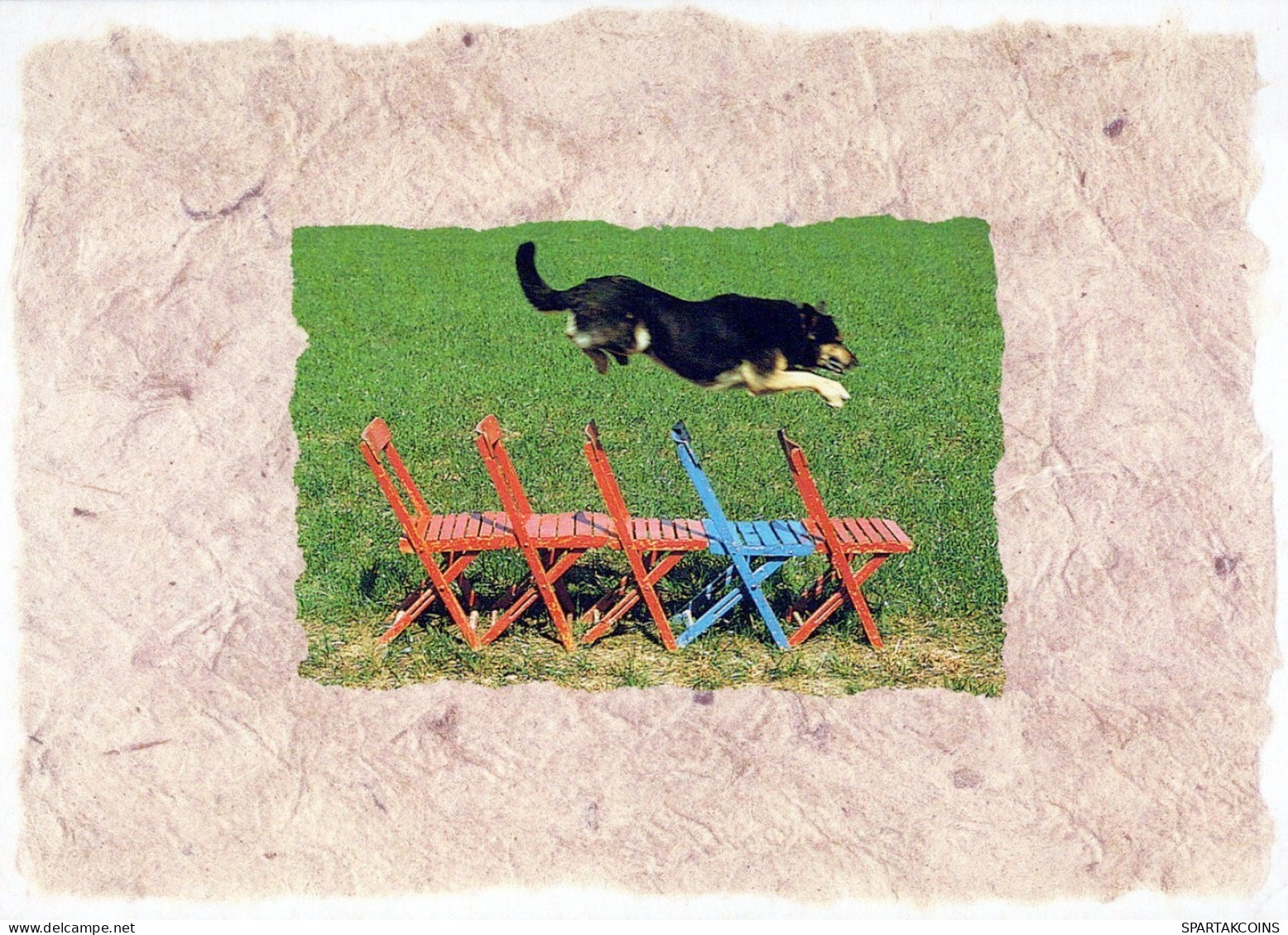 DOG Animals Vintage Postcard CPSM #PAN707.A - Honden