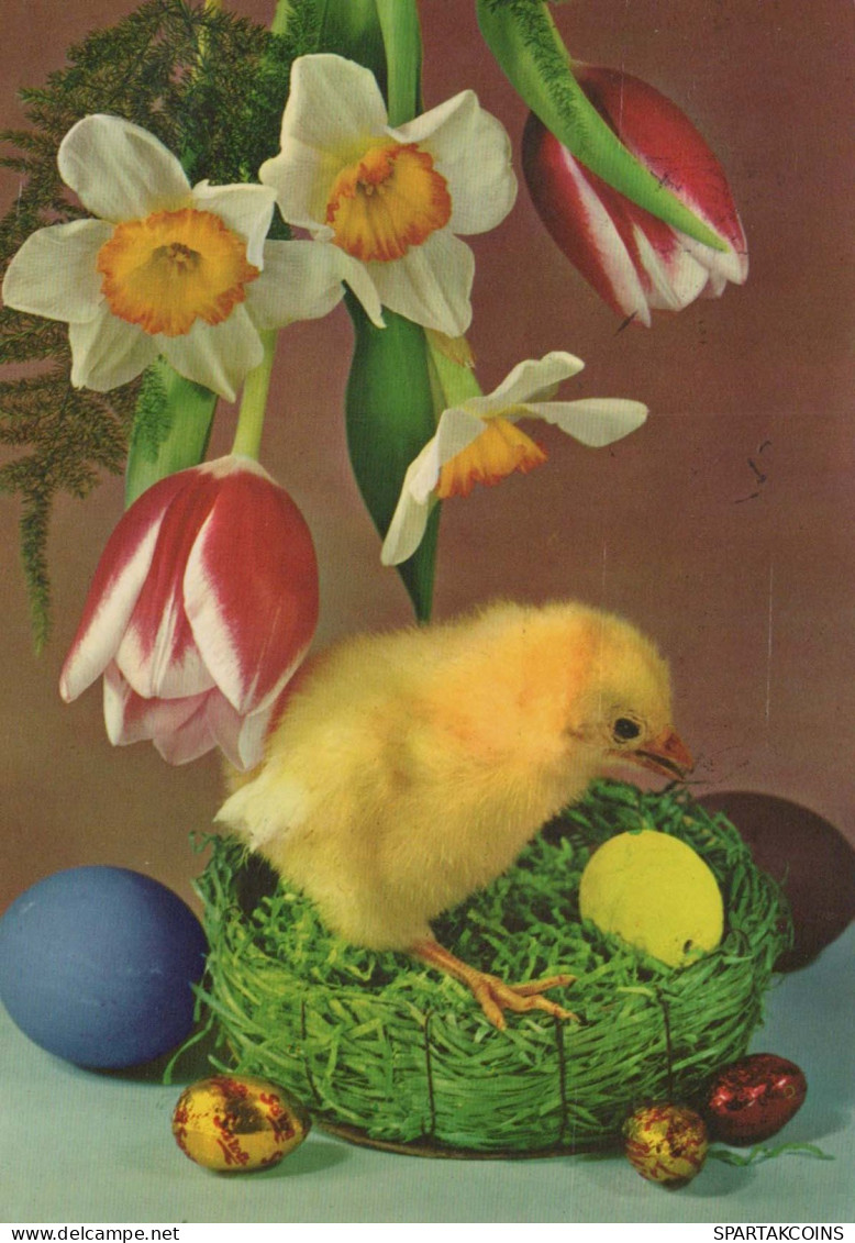 PÂQUES POULET ŒUF Vintage Carte Postale CPSM #PBP110.A - Ostern