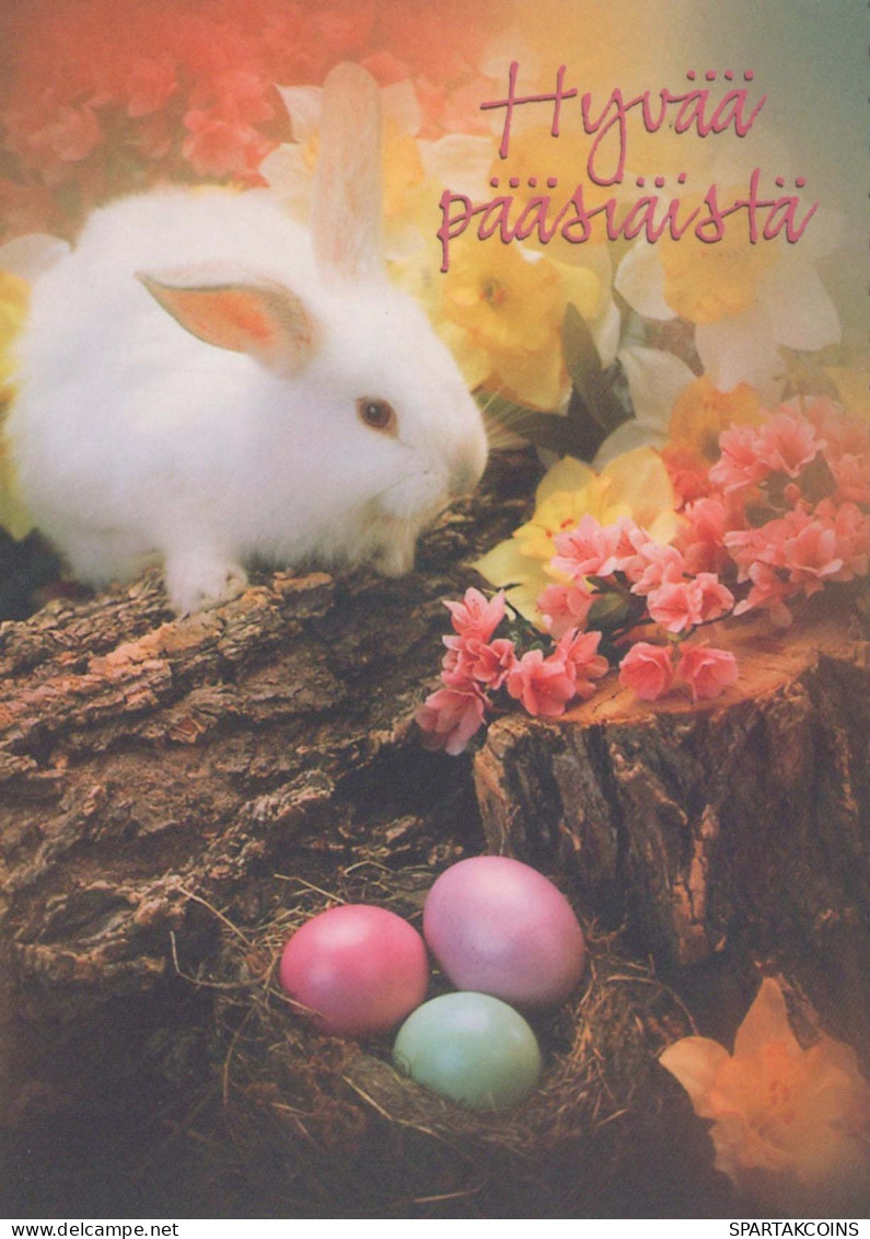 PASQUA CONIGLIO UOVO Vintage Cartolina CPSM #PBO493.A - Pasen