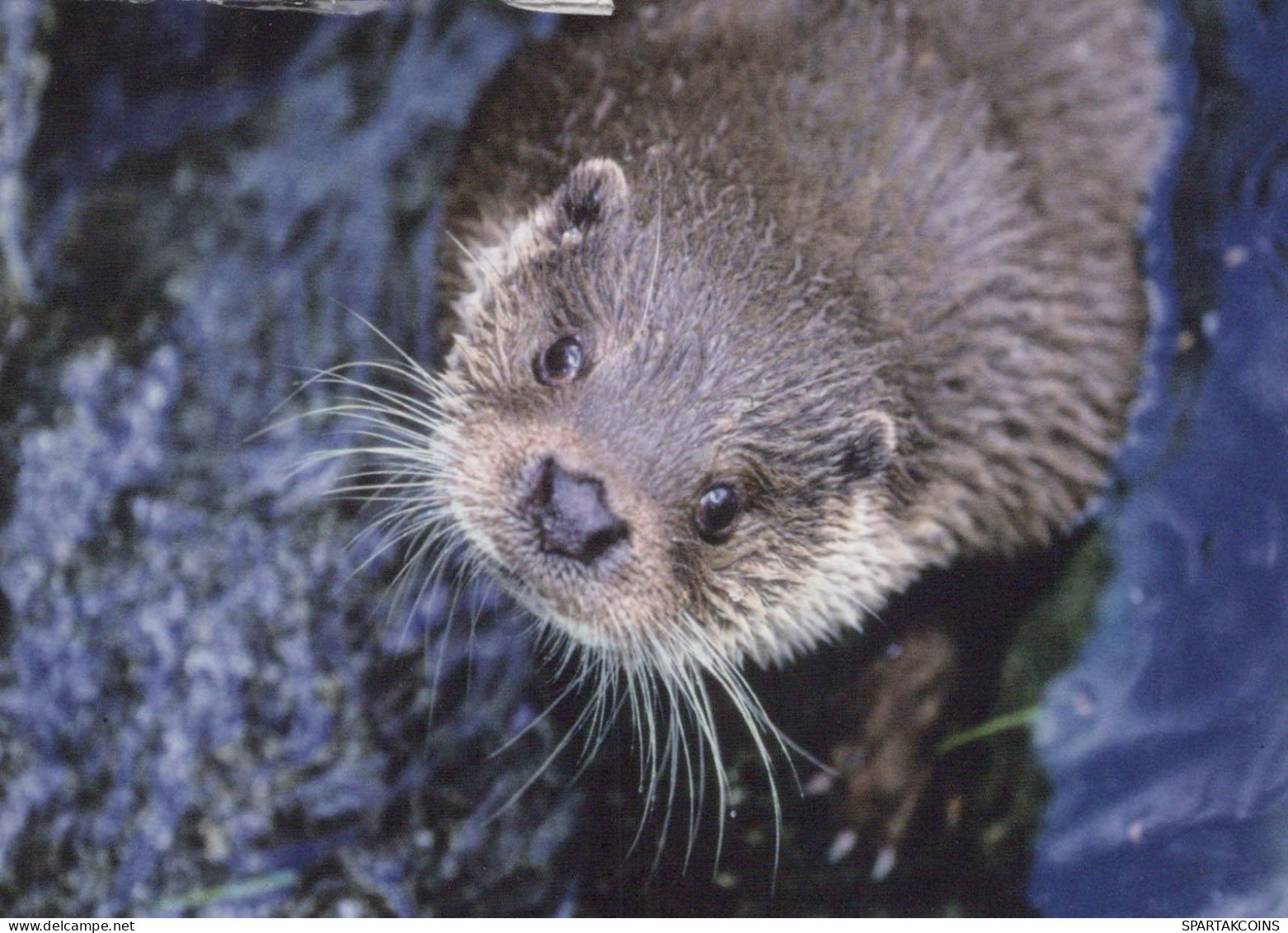 LOUTRE Animaux Vintage Carte Postale CPSM #PBS908.A - Autres & Non Classés