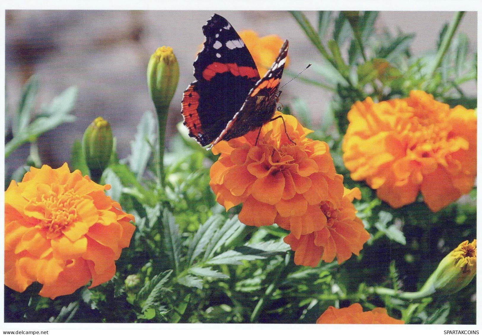 BUTTERFLIES Animals Vintage Postcard CPSM #PBS465.A - Papillons