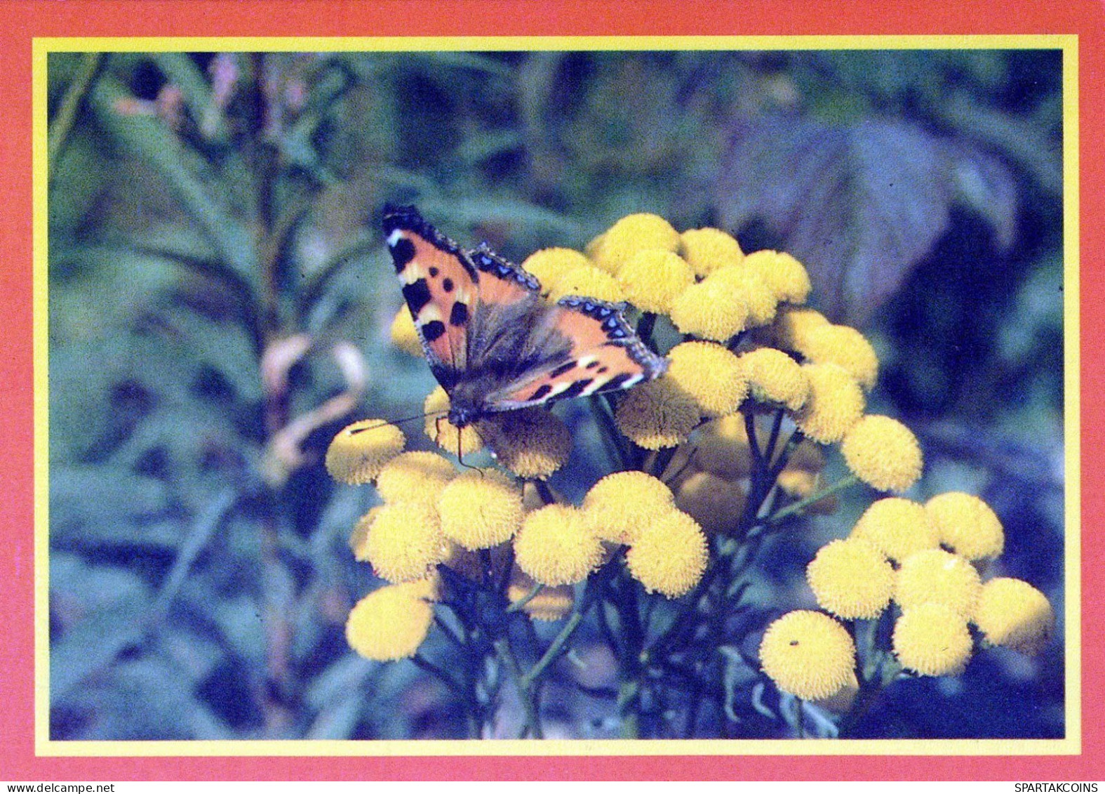 MARIPOSAS Animales Vintage Tarjeta Postal CPSM #PBS471.A - Butterflies