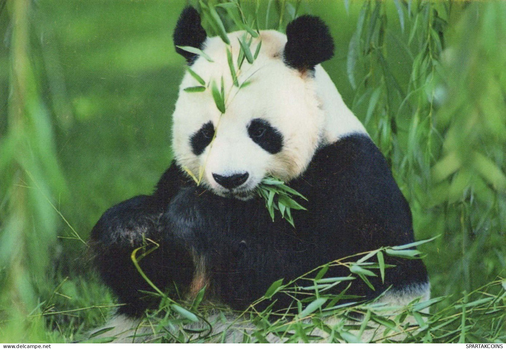 PANDAS GEBÄREN Tier Vintage Ansichtskarte Postkarte CPSM #PBS089.A - Beren