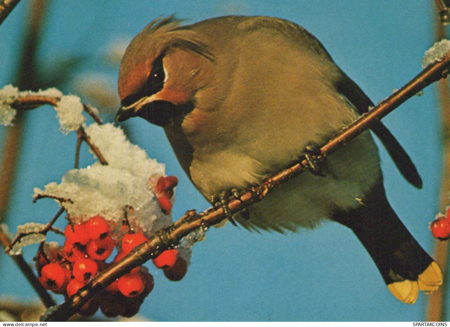 PÁJARO Animales Vintage Tarjeta Postal CPSM #PBR720.A - Oiseaux