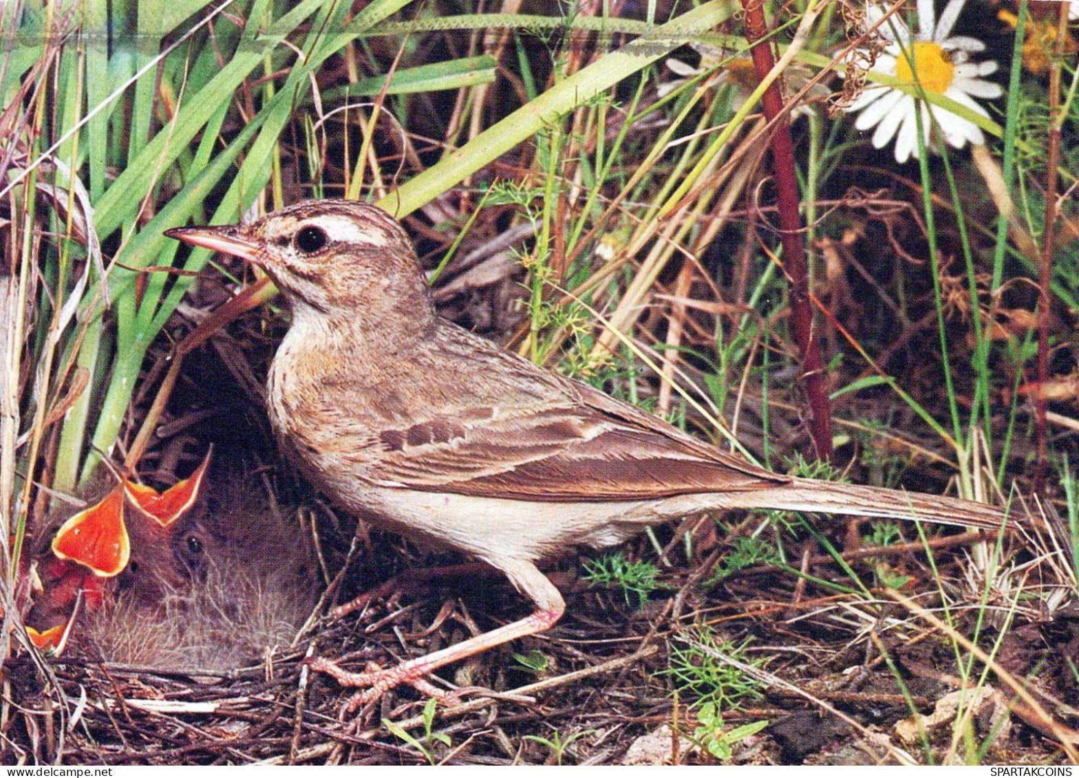 PÁJARO Animales Vintage Tarjeta Postal CPSM #PBR530.A - Uccelli