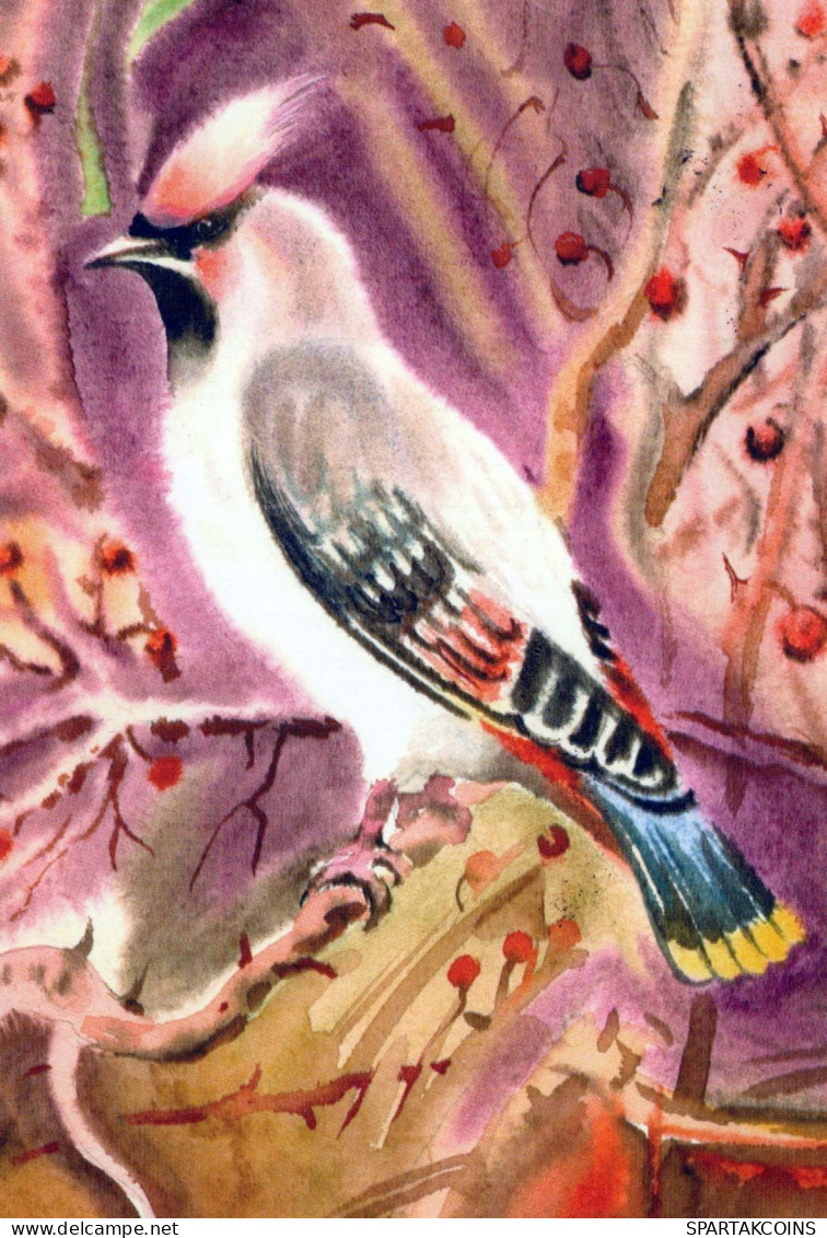VOGEL Tier Vintage Ansichtskarte Postkarte CPSM #PBR373.A - Vögel