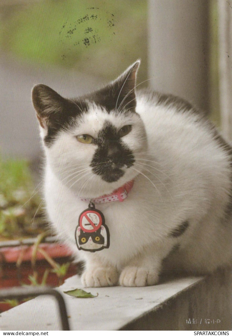 GATTO KITTY Animale Vintage Cartolina CPSM #PBQ955.A - Cats