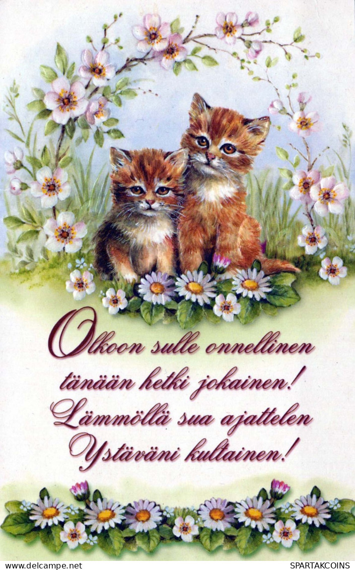 GATO GATITO Animales Vintage Tarjeta Postal CPSM #PBQ924.A - Cats