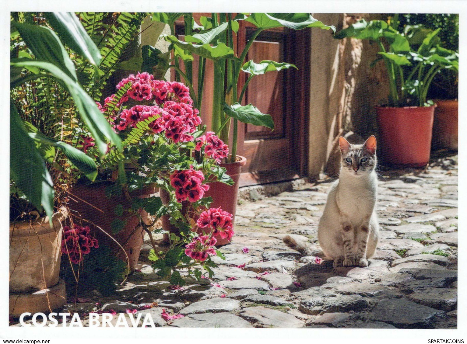 CHAT CHAT Animaux Vintage Carte Postale CPSM #PBQ746.A - Katzen