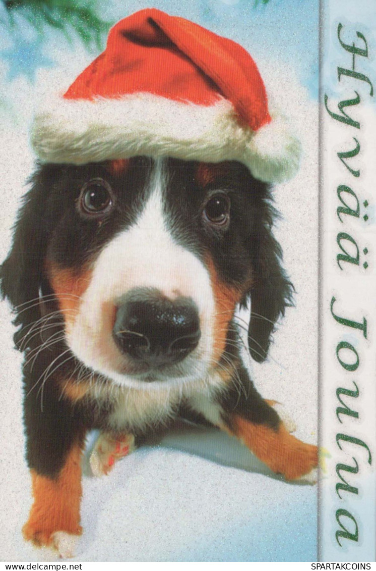 PERRO Animales Vintage Tarjeta Postal CPSM #PBQ659.A - Dogs
