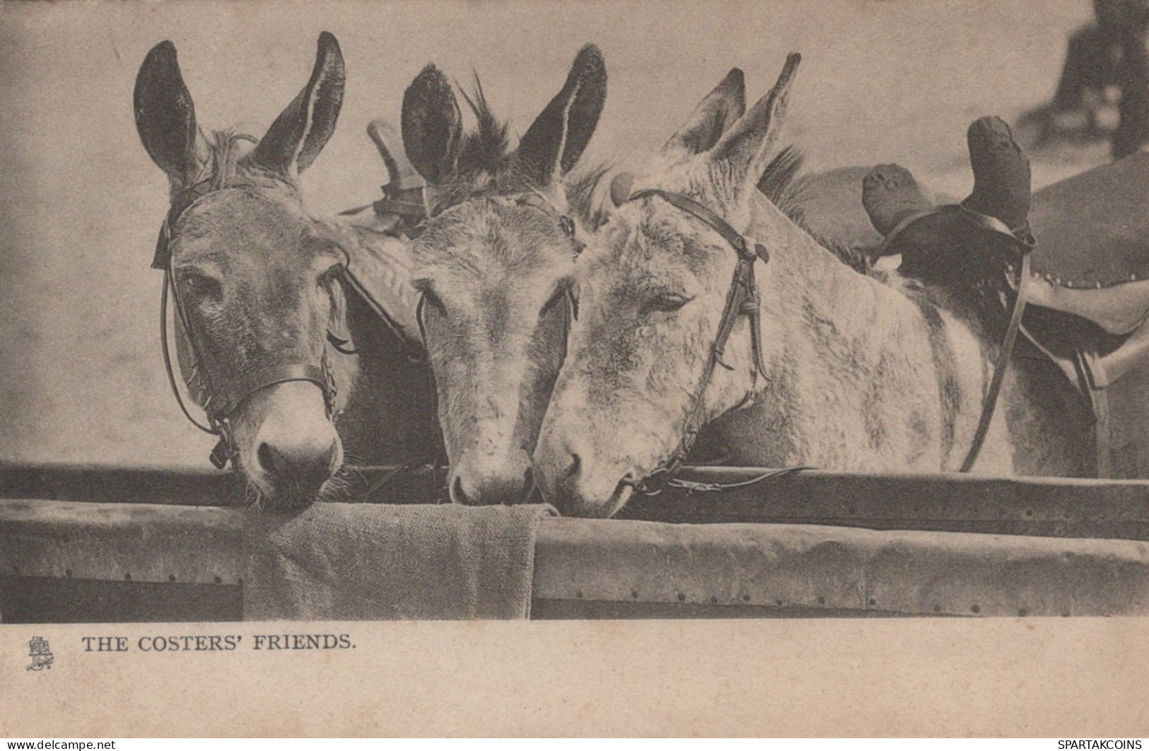 BURRO Animales Vintage Antiguo CPA Tarjeta Postal #PAA206.A - Anes