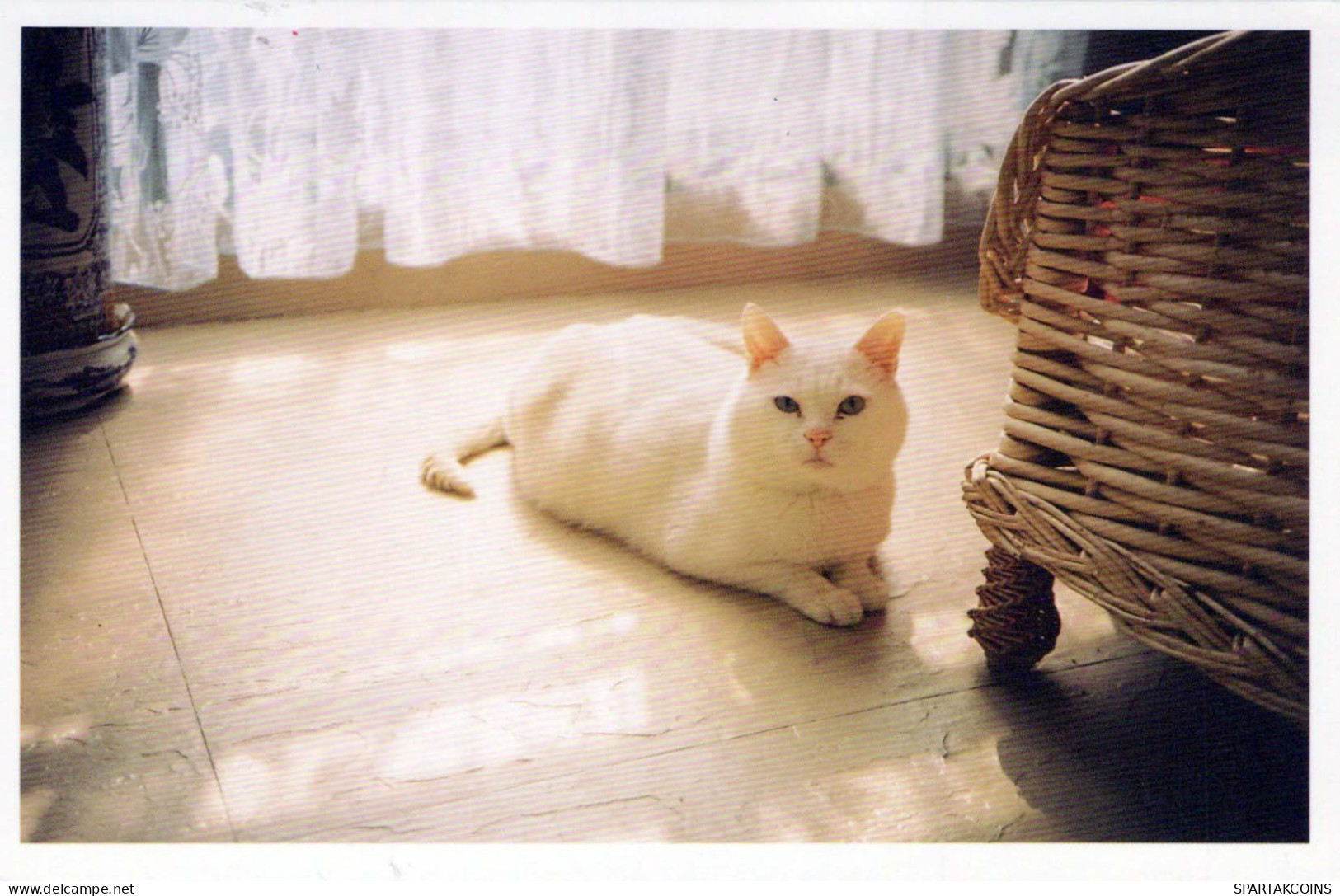 CAT Vintage Postcard CPSMPF #PKG919.A - Katzen