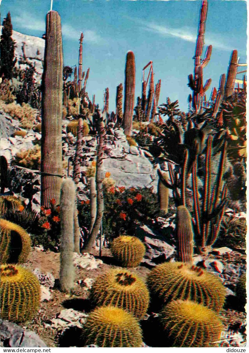 Fleurs - Plantes - Cactus - La Cote D'Azur - Jardin Exotique - CPM - Voir Scans Recto-Verso - Sukkulenten