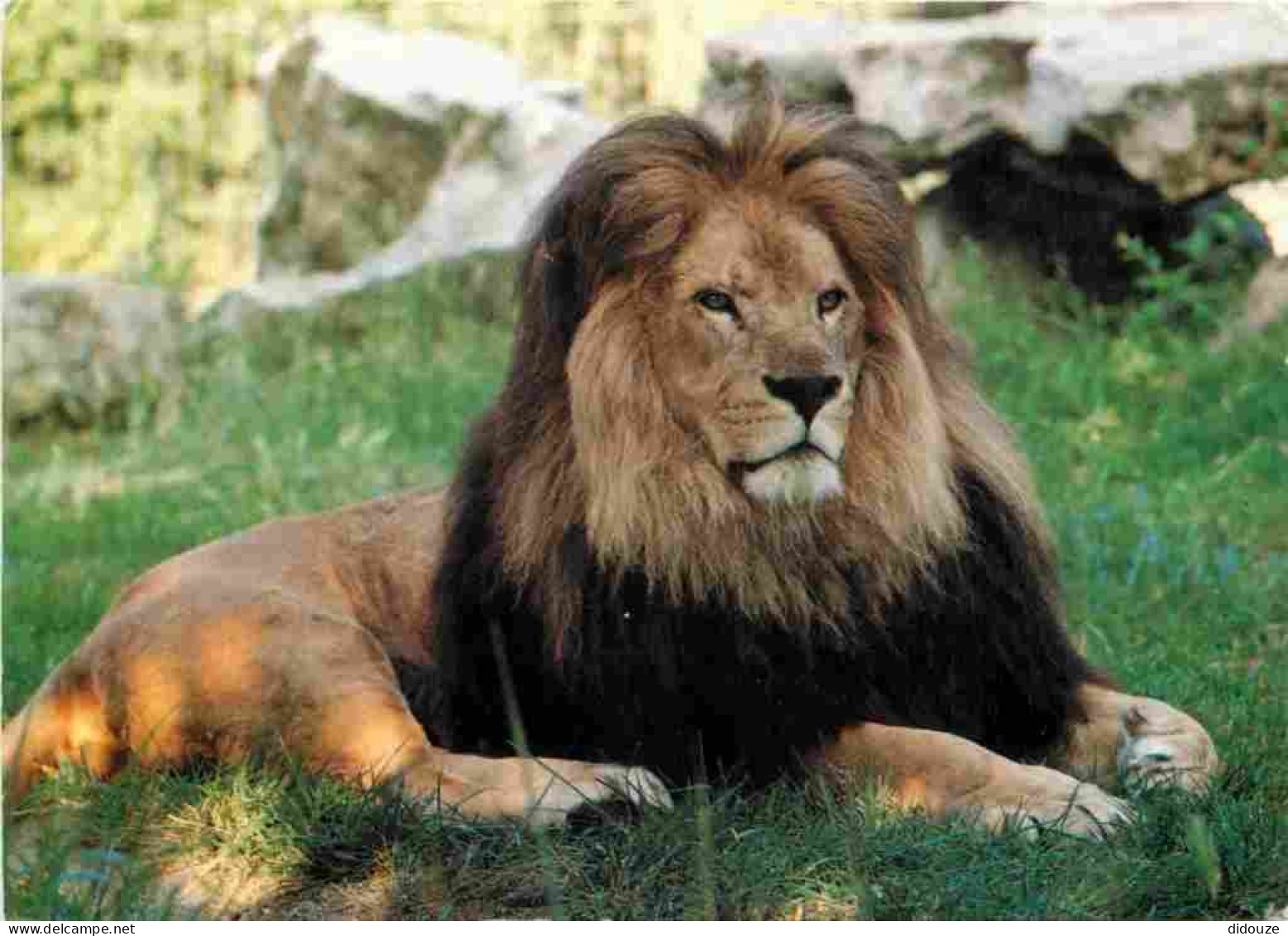 Animaux - Fauves - Lion - Zoo De Doué La Fontaine Et Des Sables D'Olonne - CPM - Voir Scans Recto-Verso - Leeuwen