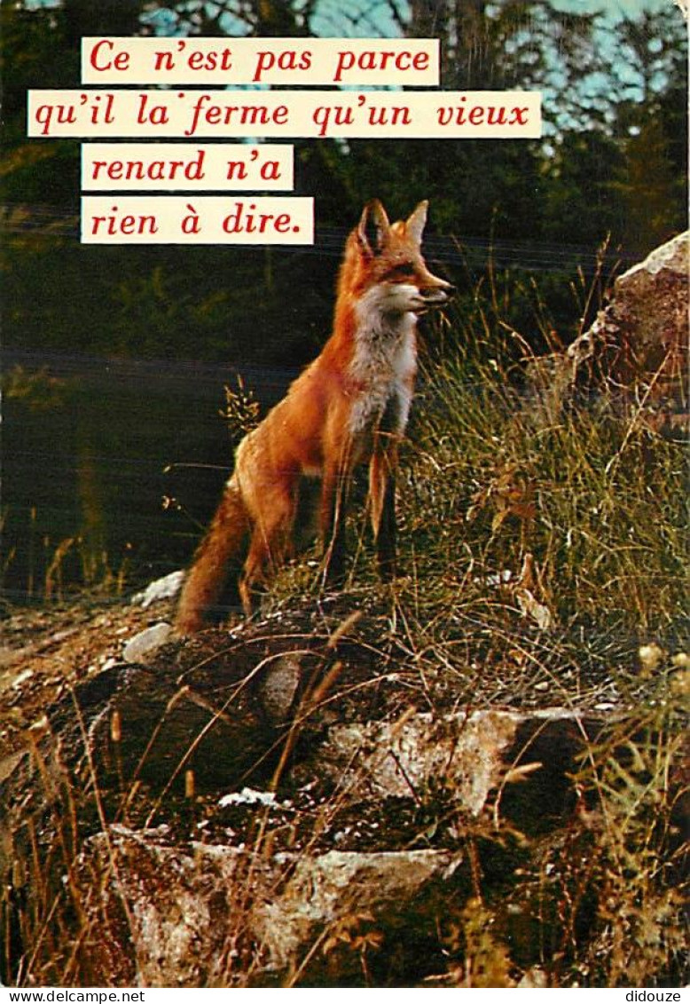 Animaux - Renards - Carte Humoristique - Fox - CPM - Voir Scans Recto-Verso - Otros & Sin Clasificación