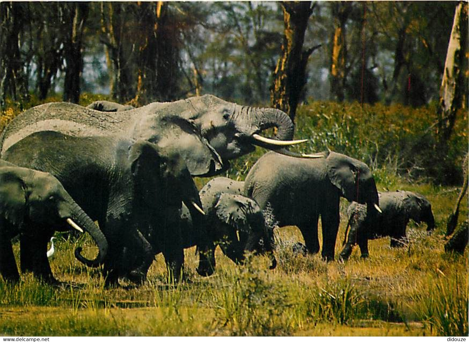 Animaux - Eléphants - République Centrafricaine - Eléphants Dans La Réserve De Gounda-Saint-Floris - Afrique Noire - élé - Elefantes