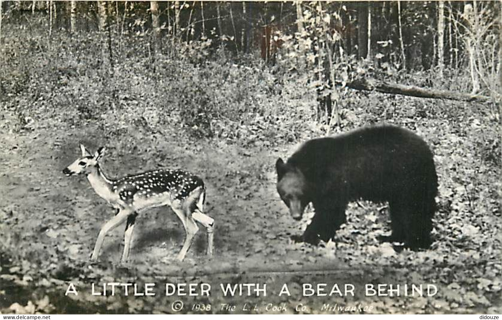 Animaux - Ours - A Little Deer With A Bear Behind - Bear - CPSM Format CPA - Voir Scans Recto-Verso - Ours
