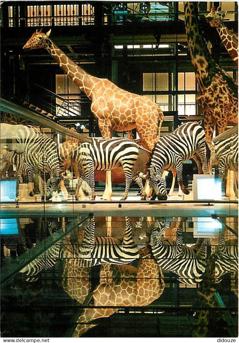 Animaux - Zèbres - Museum National D'Histoire Naturelle De Paris - Caravane Africaine - Girafes - CPM - Carte Neuve - Vo - Zebra's