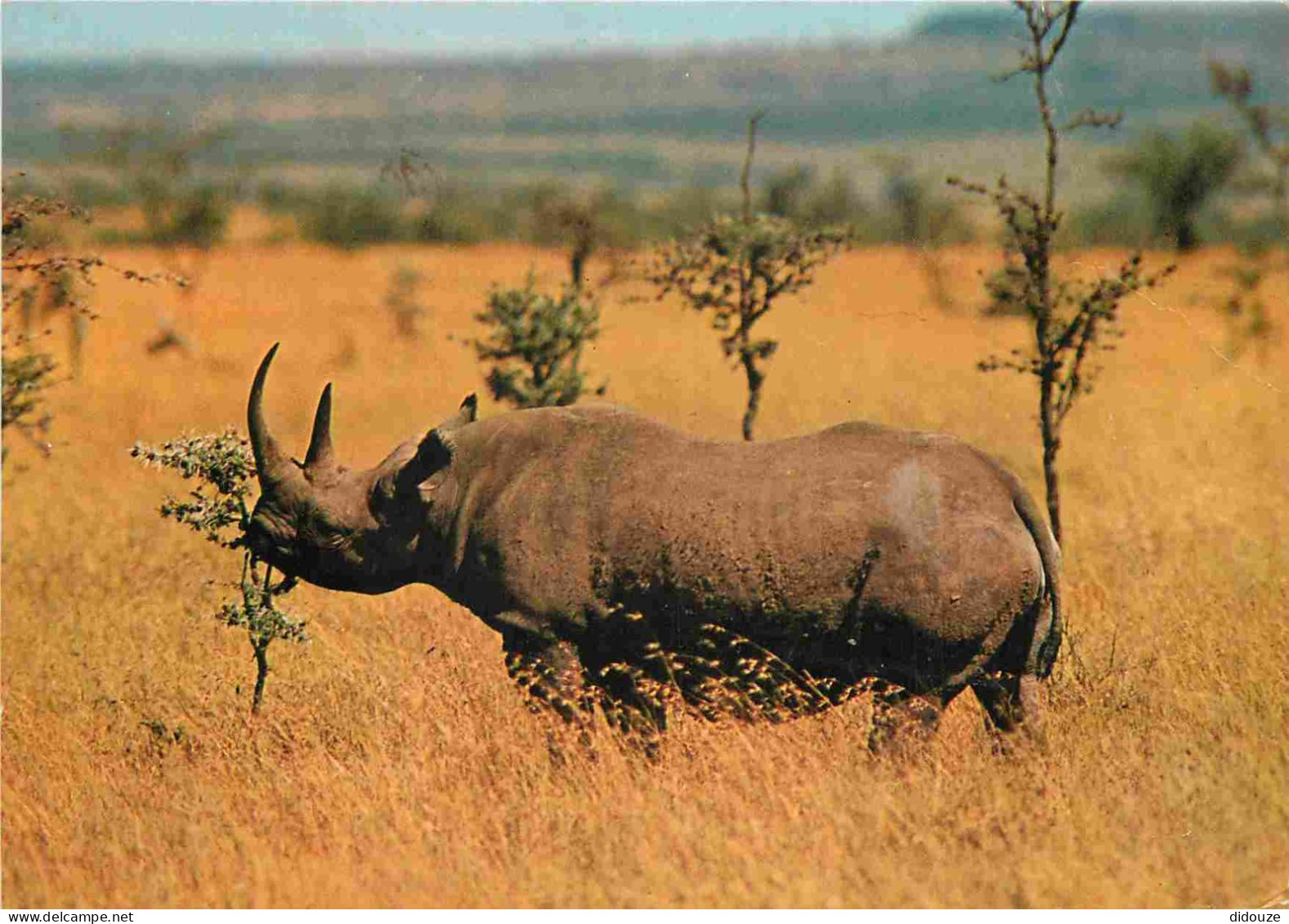 Animaux - Rhinocéros - CPM - Voir Scans Recto-Verso - Otros & Sin Clasificación