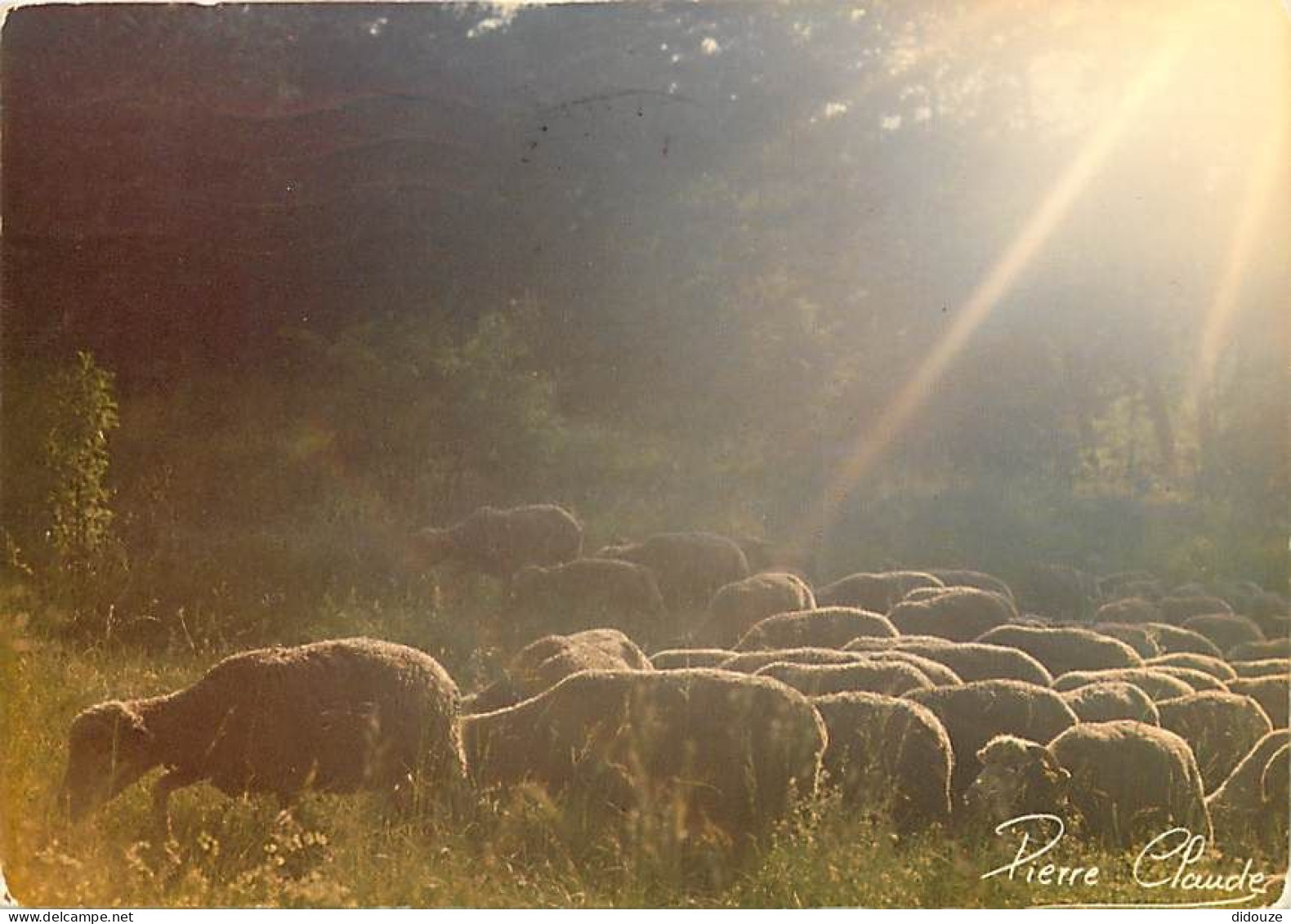 Animaux - Moutons - Pâturage - CPM - Voir Scans Recto-Verso - Sonstige & Ohne Zuordnung