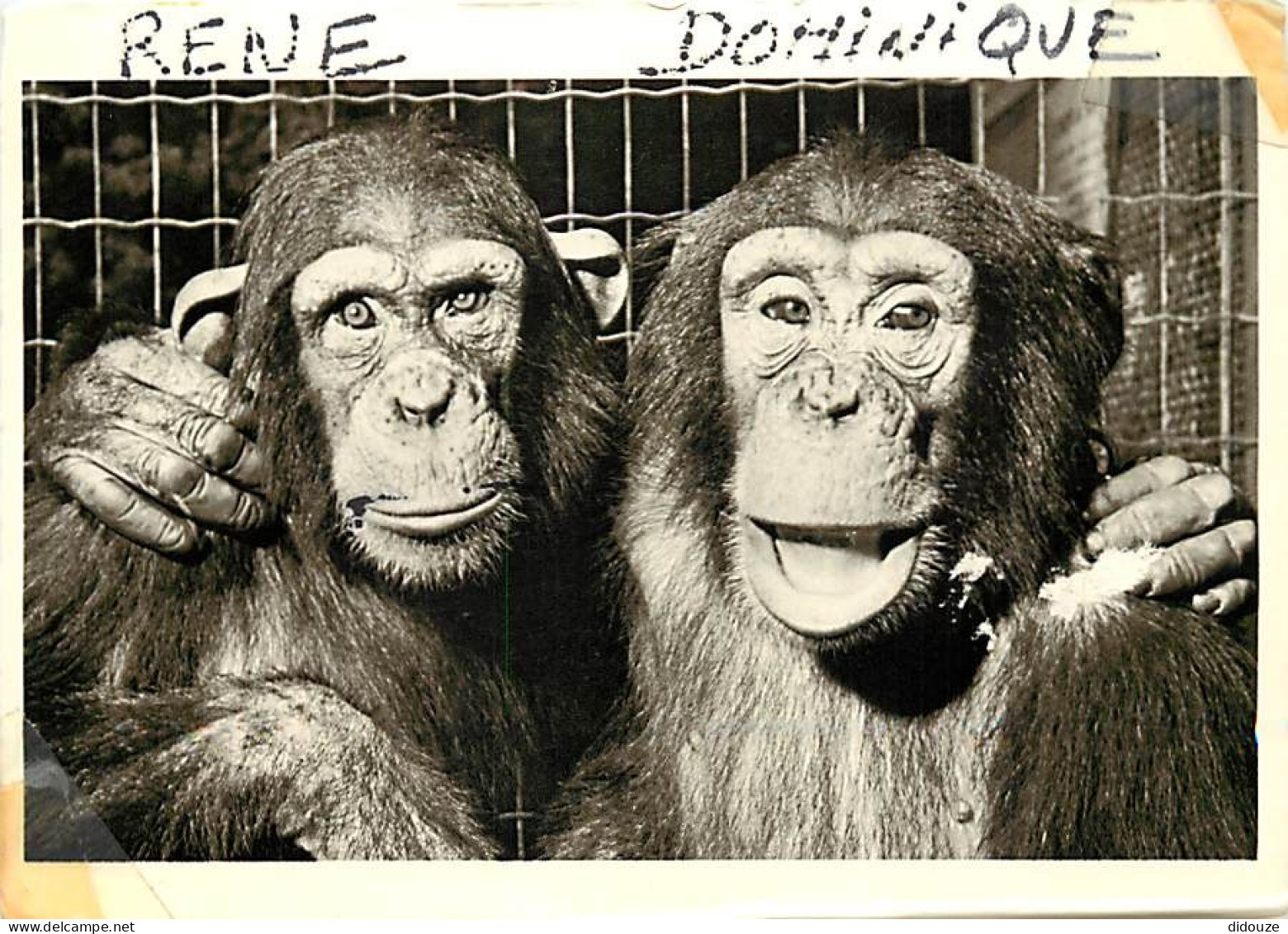 Animaux - Singes - Chimpanzé - CPM - Voir Scans Recto-Verso - Scimmie