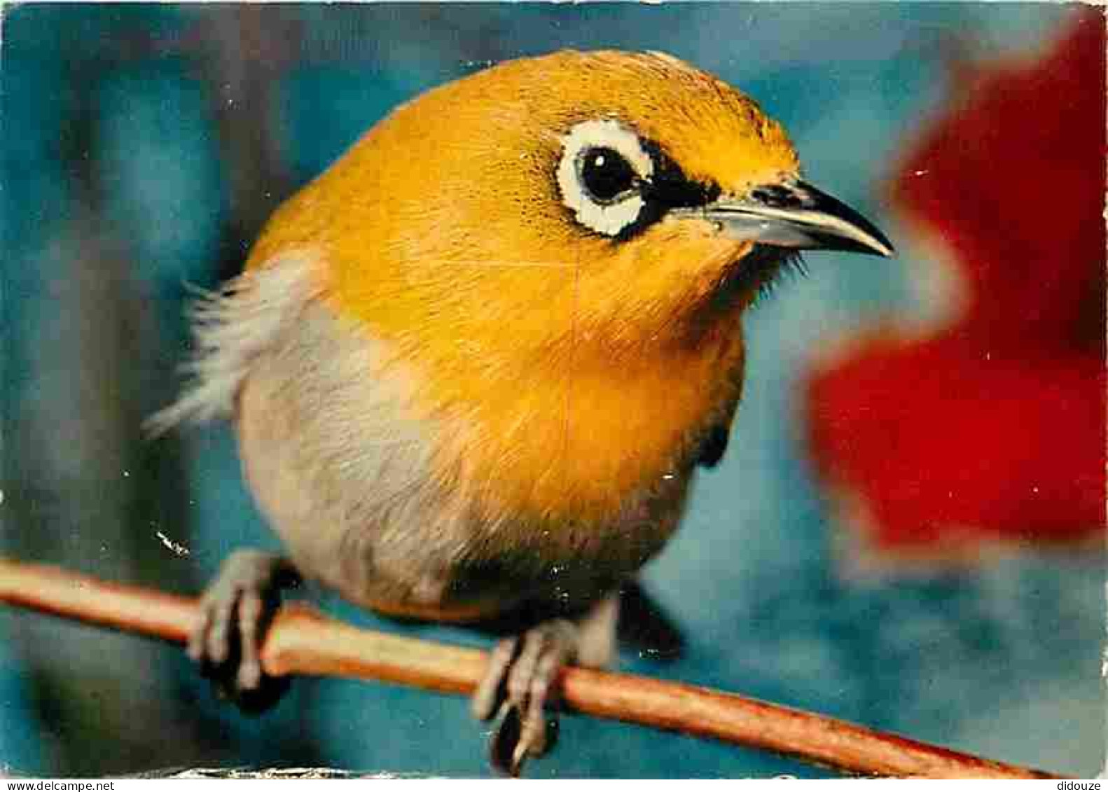 Animaux - Oiseaux - Oiseaux Exotiques - Zosterops - CPM - Voir Scans Recto-Verso - Birds