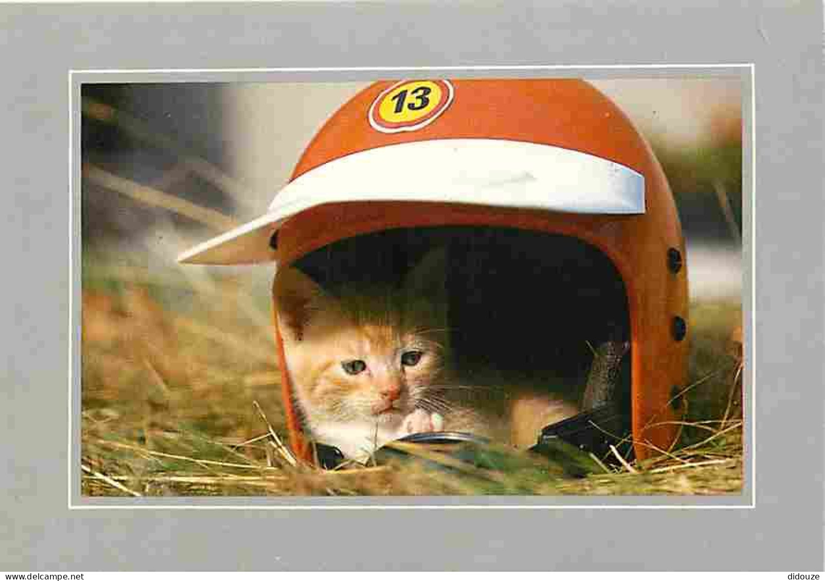 Animaux - Chats - Casque De Moto - CPM - Voir Scans Recto-Verso - Chats