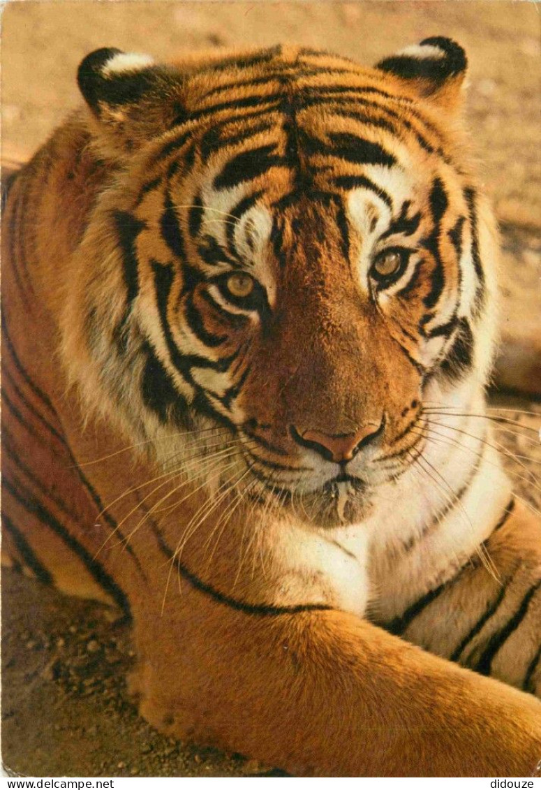 Animaux - Fauves - Tigre - Parc Zoologique - Bois De Coulange - Amneville - Zoo - CPM - Voir Scans Recto-Verso - Tijgers