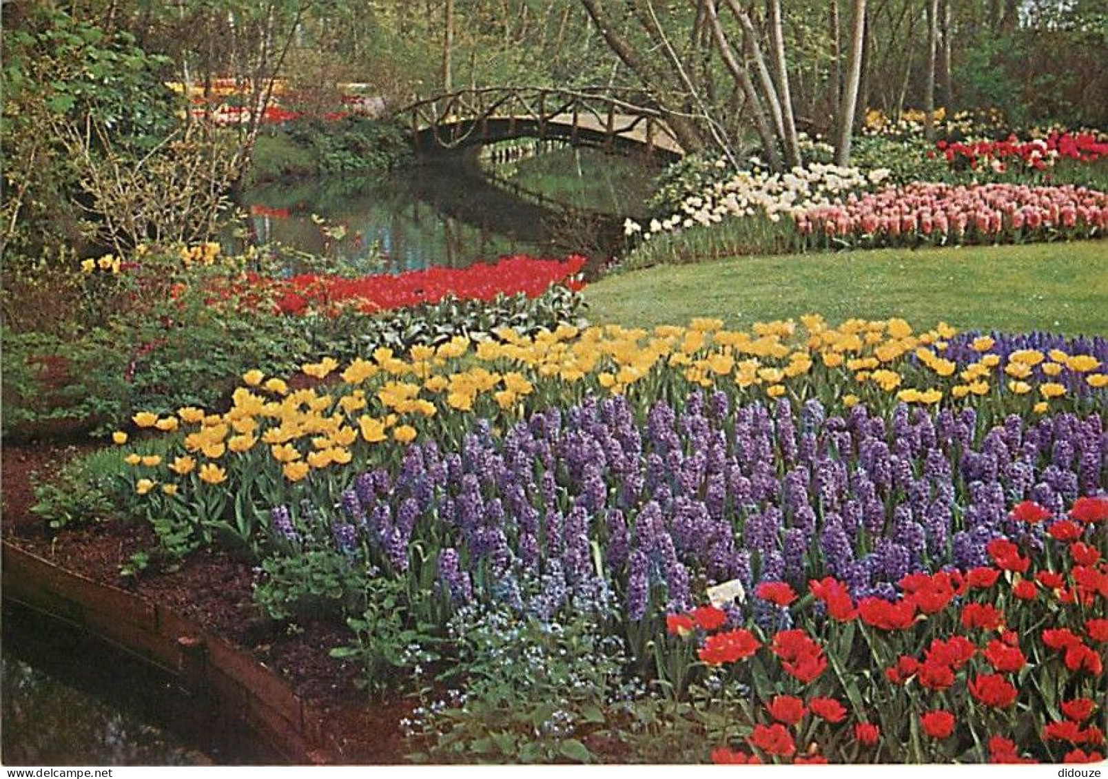 Pays-Bas - Nederland - Lisse - Keukenhof - Fleurs - CPM - Voir Scans Recto-Verso - Lisse