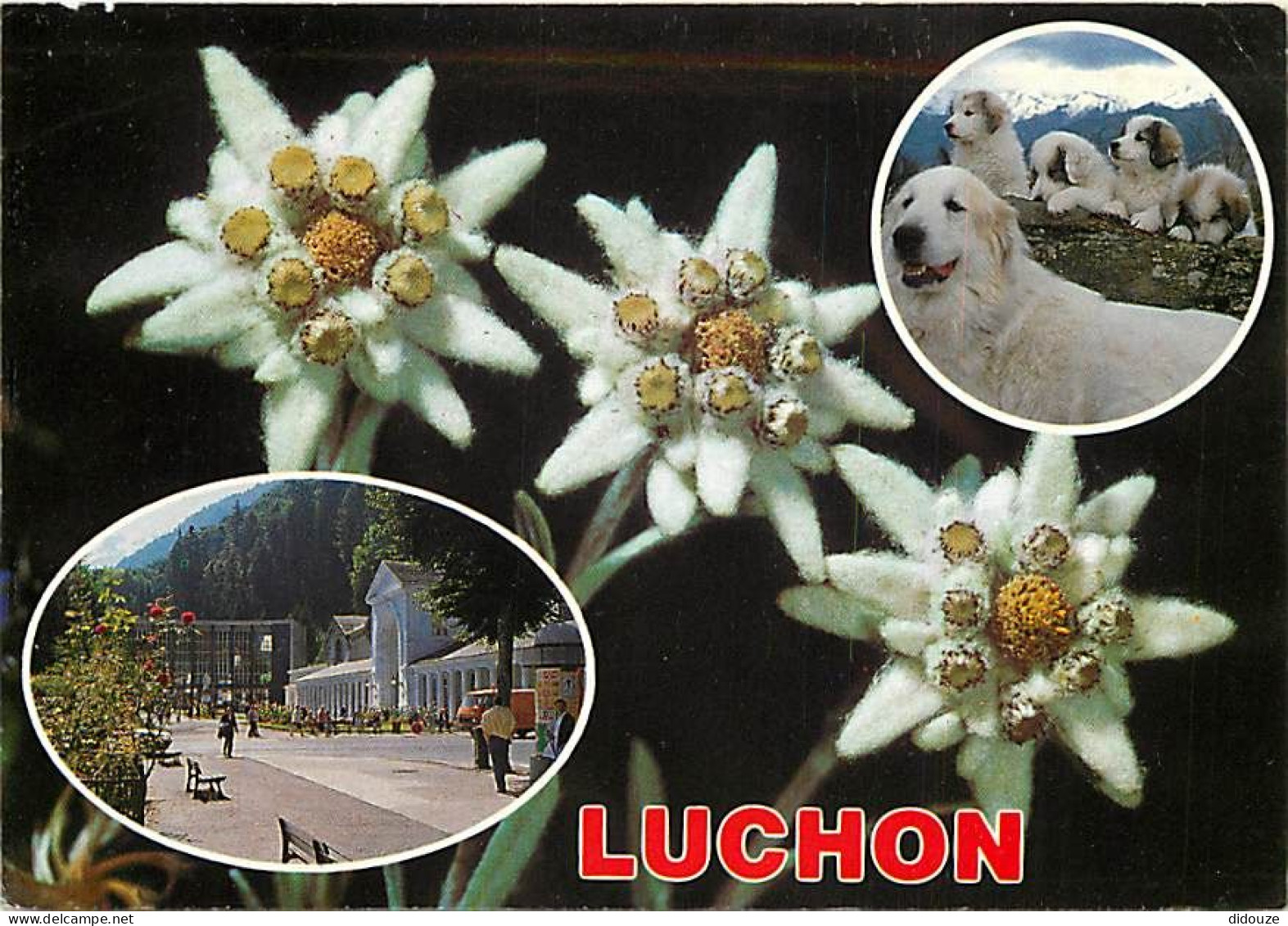 31 - Luchon - CPM - Voir Scans Recto-Verso - Luchon