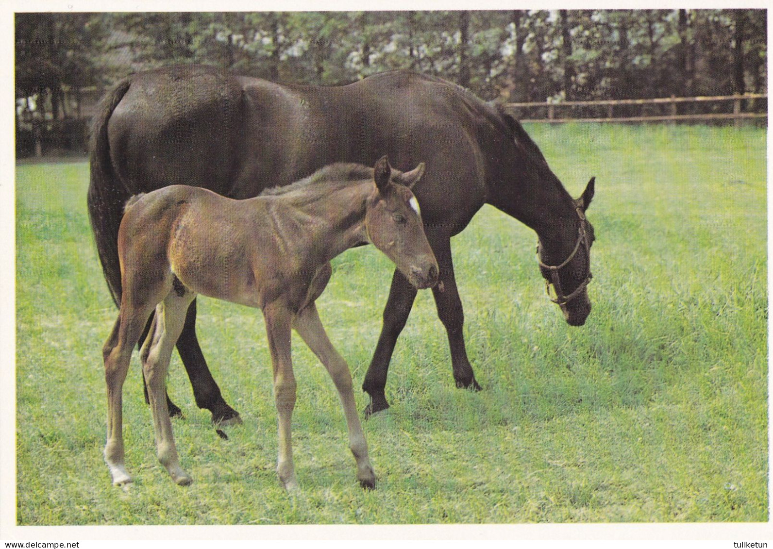 Horse - Cheval - Paard - Pferd - Cavallo - Cavalo - Caballo - Häst - Chevaux