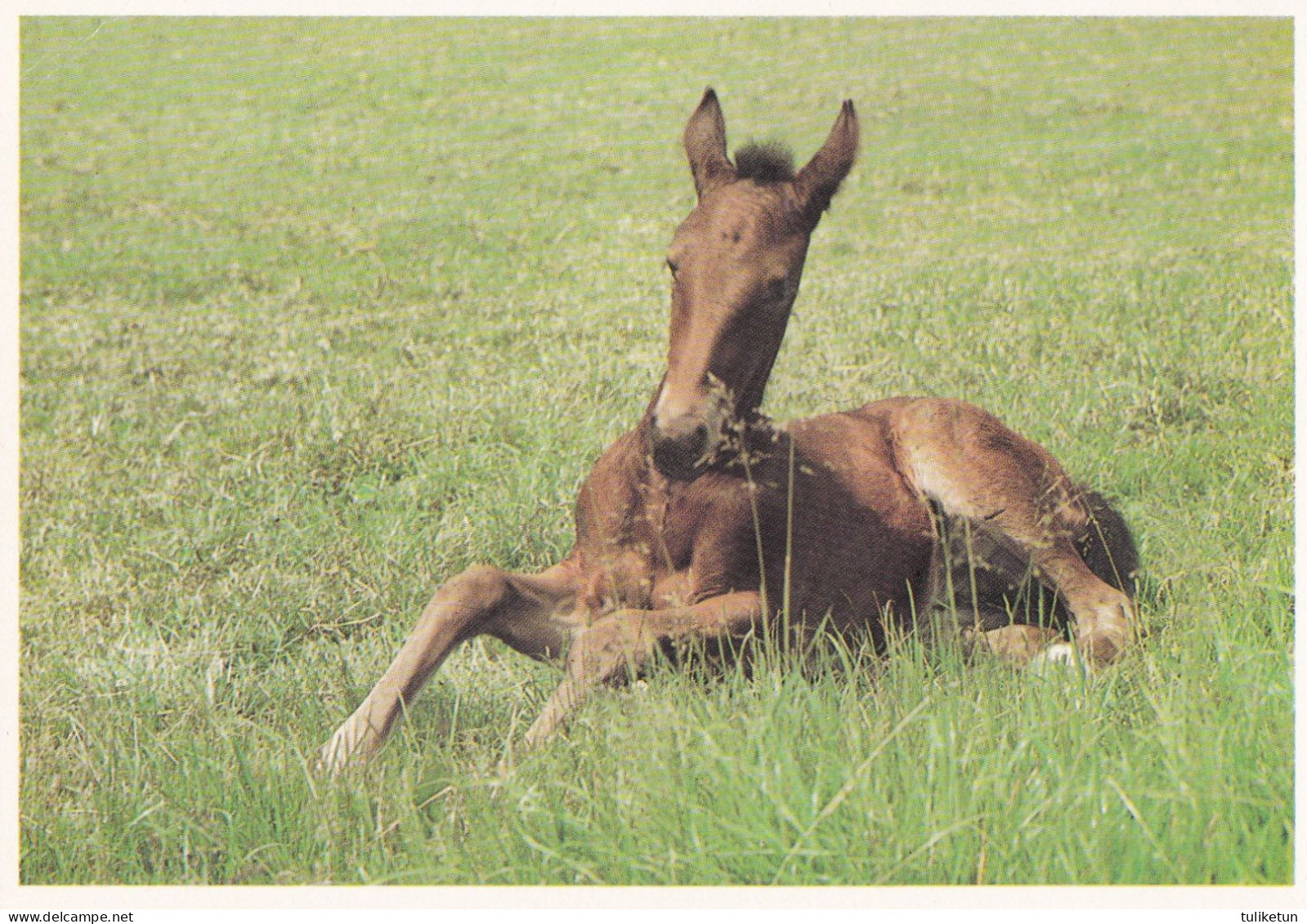 Horse - Cheval - Paard - Pferd - Cavallo - Cavalo - Caballo - Häst - Chevaux