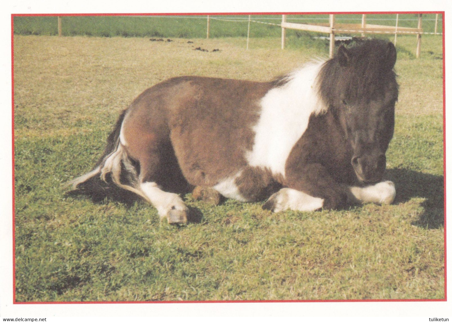 Horse - Cheval - Paard - Pferd - Cavallo - Cavalo - Caballo - Häst - Pollux - Pferde