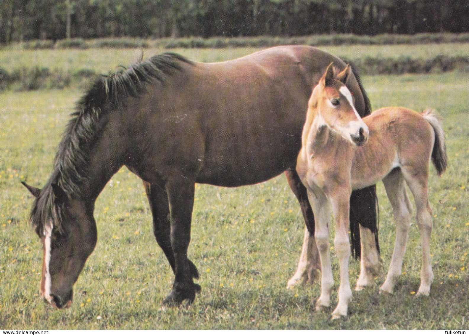 Horse - Cheval - Paard - Pferd - Cavallo - Cavalo - Caballo - Häst - Penny - Pferde