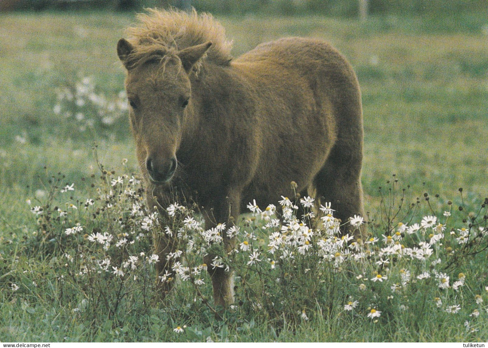 Horse - Cheval - Paard - Pferd - Cavallo - Cavalo - Caballo - Häst - Horses