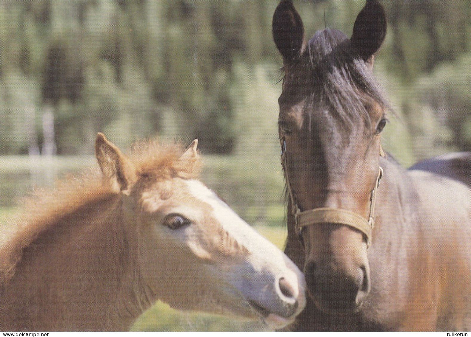 Horse - Cheval - Paard - Pferd - Cavallo - Cavalo - Caballo - Häst - Pferde